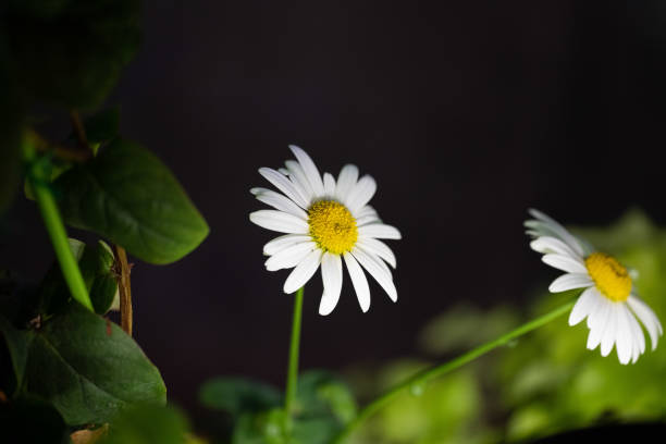 Daisy wildflower close-up on green background seen at night in the wild.