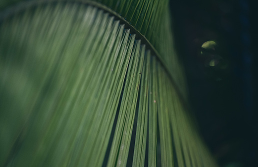 Close up of a green palm branch inside the tropical rainforest.