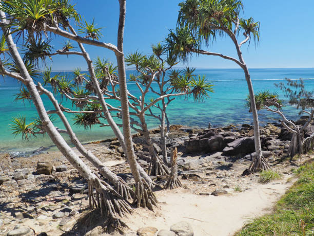 noosa pandanus palmen - coastline noosa heads australia landscape stock-fotos und bilder