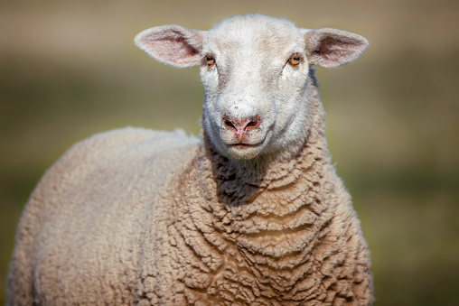 Portrait of head of a male white sheep isolated on blurred background of a meadow