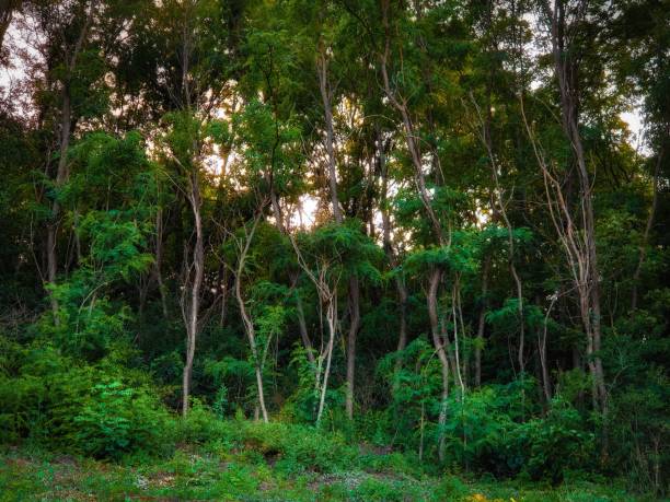 istock Green tropical forest with young trees and green bushes. 1329150080