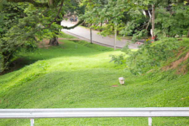 View landscape tree plant in public park, stock photo