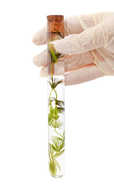 istock Green seaweed in a flask held by hand. 1329151056