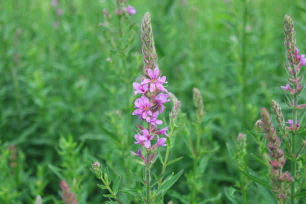 rose violet lythrum anceps lythrum salicaria fleurs dans le jardin - purple loosestrife photos et images de collection