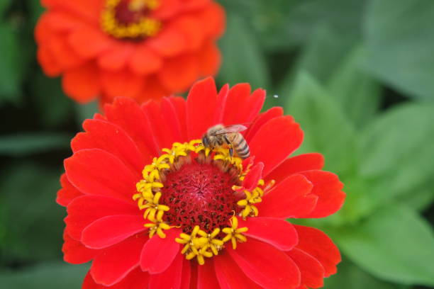istock Bright Red Zinnia Elegans Flowers With A Honey bee 1329151868