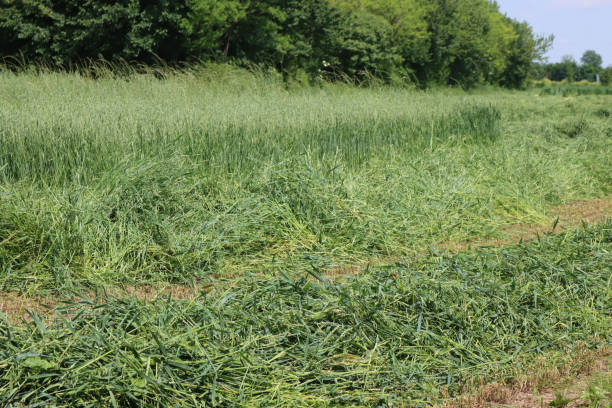 istock Mowed green wheat and Oat field for animal forage 1329151993