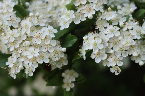 Close-up of Pyracantha bush with many small white flowers on branches. Firethorn in bloom on summer