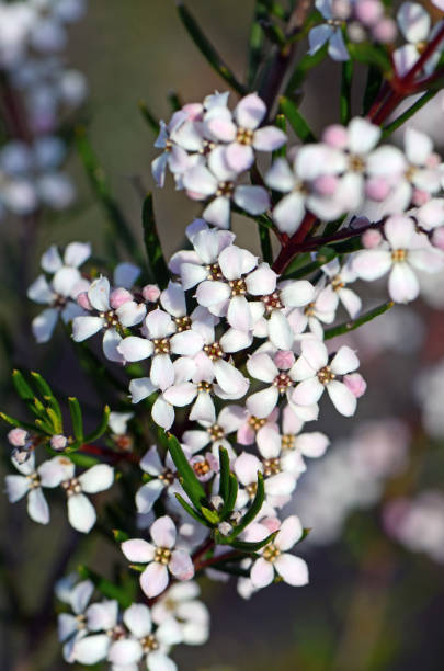 delikatne białe kwiaty australijskiego rodzimego zieria laevigata, rodziny rutaceae rośnie w lesie sydney - laevigata zdjęcia i obrazy z banku zdjęć