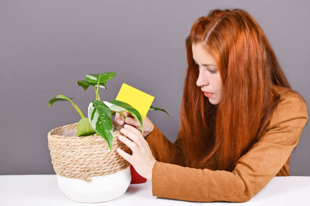 Woman putting yellow sticky card into houseplant pot to fight  fungus gnats pests Woman putting yellow sticky card into houseplant pot to fight  fungus gnats pests in front of gray wall black fly photos stock pictures, royalty-free photos & images
