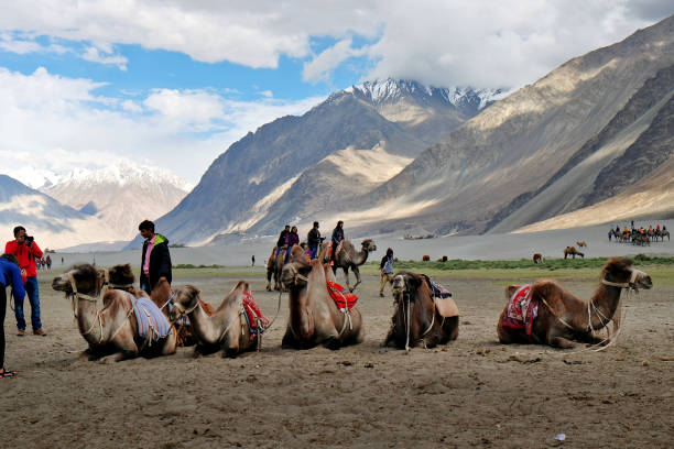 turista a cavallo cammello nella valle di nubra, india - india travel journey camel foto e immagini stock