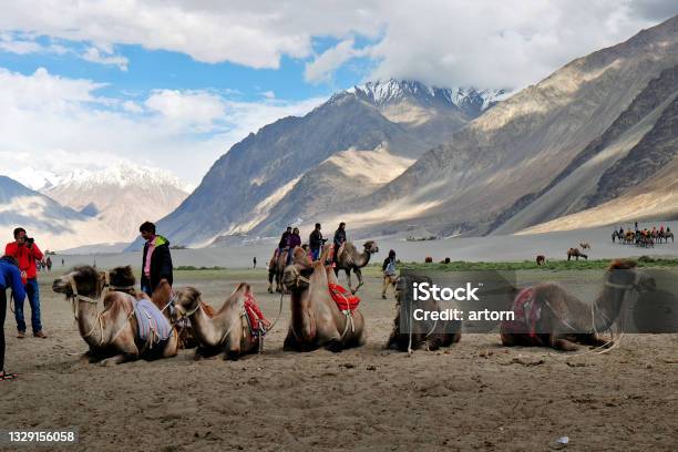 Fotografii de stoc cu Cămilă De Echitatie Turistică La Valea Nubra India - Descarcă imaginea acum