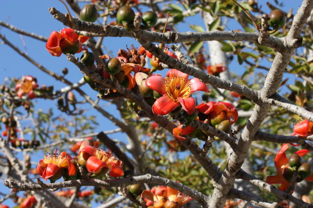 Blooming cotton tree (Bombax ceiba, Malabar silk-cotton tree) with red-yellow flowers Lots of Red-colored flowers with a yellow center,  tree's branches, green leaves, blue sky ceiba tree photos stock pictures, royalty-free photos & images