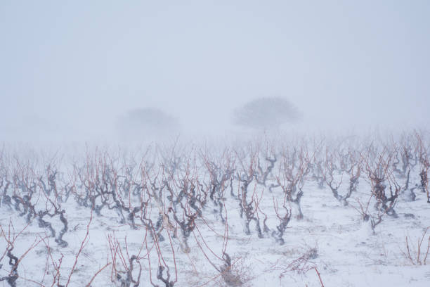 Vineyard covered in winter snow Vineyard covered in winter snow frozen grapes stock pictures, royalty-free photos & images