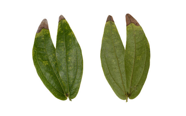 istock green leaves isolated 1329159837