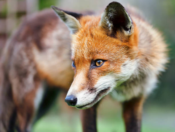 istock Portrait of a Red fox (Vulpes vulpes) 1329160926