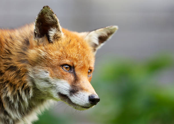 istock Portrait of a Red fox (Vulpes vulpes) 1329161063