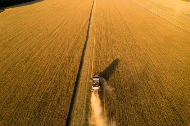 istock Combine harvester on the field at sunset 1329163657