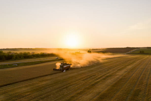 istock Combine harvester on the field at sunset 1329163684