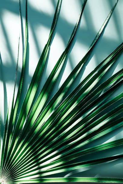 istock Palm leaf near the wall with window natural diagonal shadows. Light green monochrome background. Summer seasonal concept 1329164965