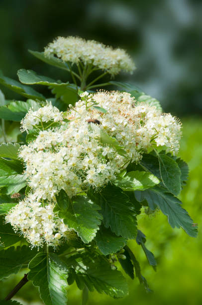 istock Sorbus aria, whitebeam branch in bloom 1329165660