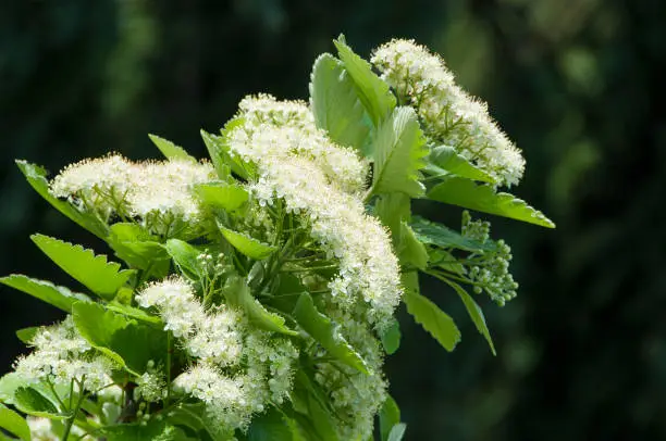 Photo of Sorbus aria, whitebeam