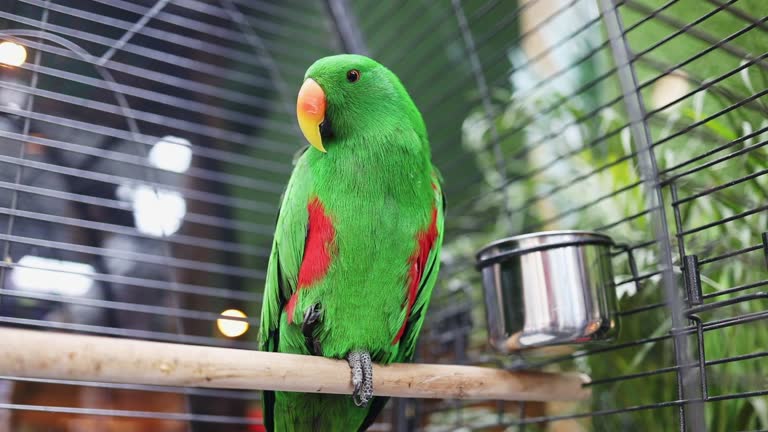 Beautiful big parrot on sale in pet shop