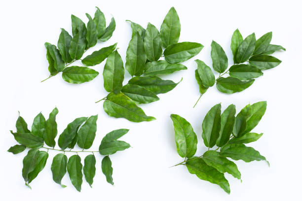 istock Fresh tiliacora triandra green leaves 1329167929