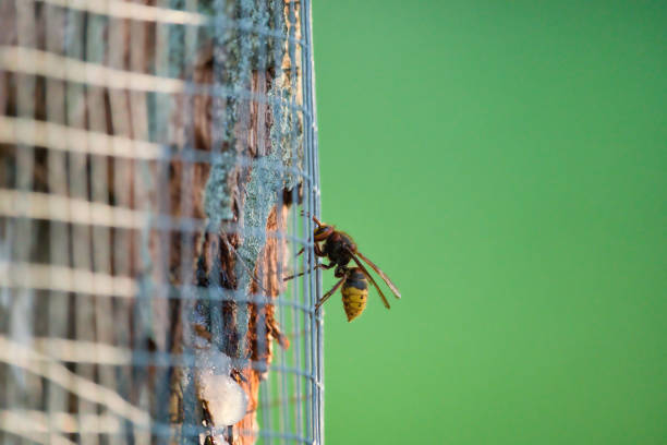 an european hornet searches for food behind a fenced tree