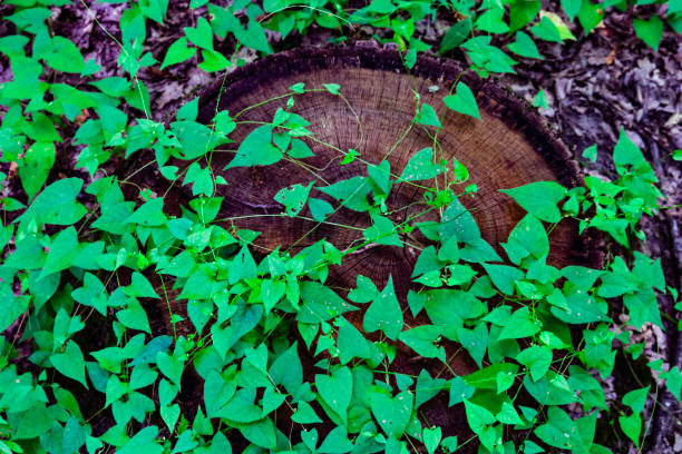 istock Big tree trunk with natural green lives on it 1329168951
