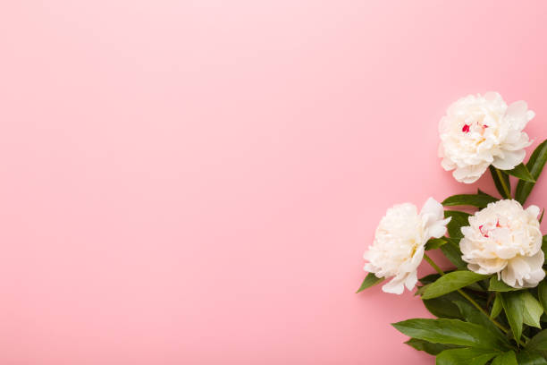 istock Fresh white peonies with green leaves on light pink table background. Pastel color. Beautiful flowers. Closeup. Empty place for inspirational text, lovely quote or positive sayings. Top down view. 1329169127