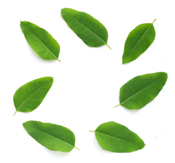 istock Frame made of eucalyptus leaves on white 1329169166