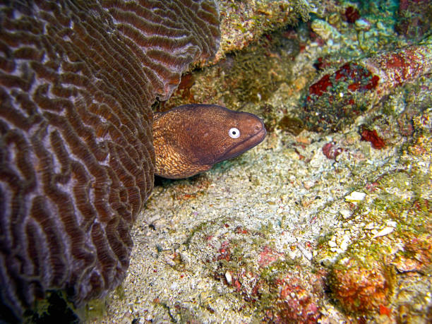 istock Slender Moray (Gymnothorax Thyrsoidens) in the filipino sea 1329170055