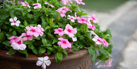 selective focus of Periwinkle Rose with copy space text, Periwinkle Rose with horizaltal panorama, vinca flower in garden