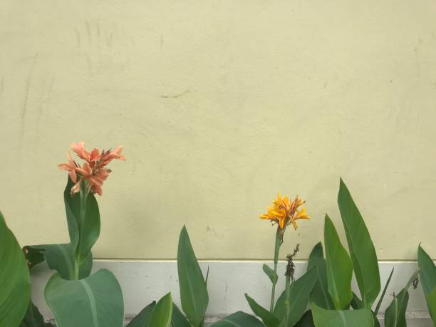 Yellow wall with flower and leaf