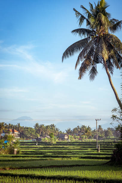 Beautiful asian landscape with palm tree and rice terrace in Bali