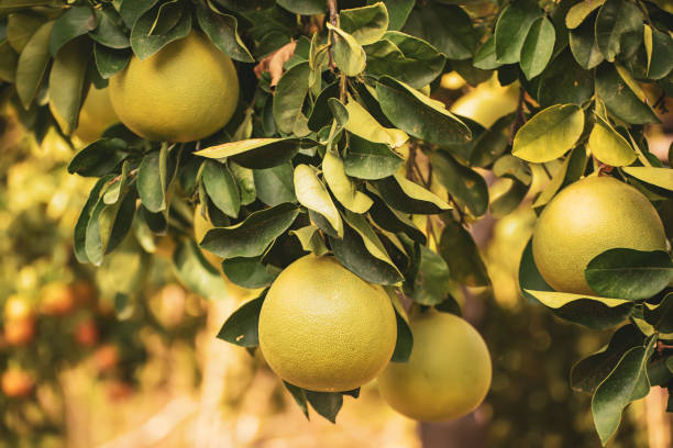 istock Pomelo fruit in garden 1329177941