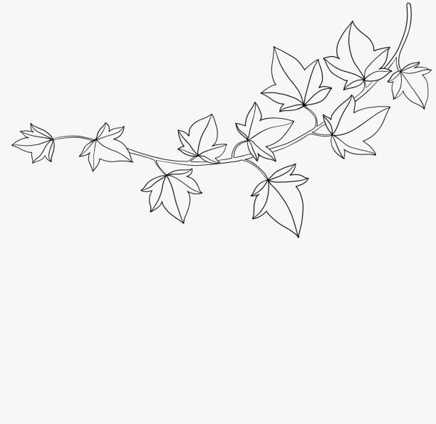 ilustrações, clipart, desenhos animados e ícones de simplicidade ivy design plano de desenho à mão livre. - climbing ivy