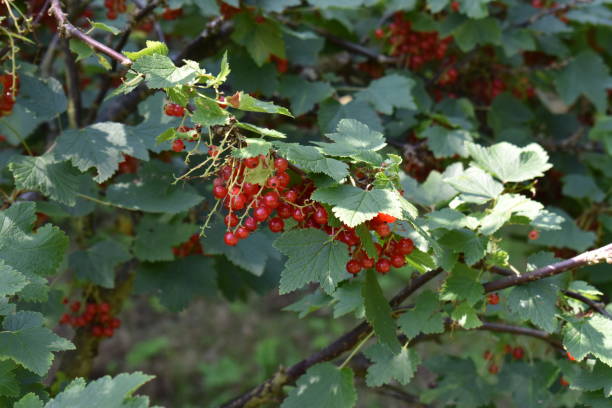 istock Close up on red currant branches with ripe berries. 1329181378