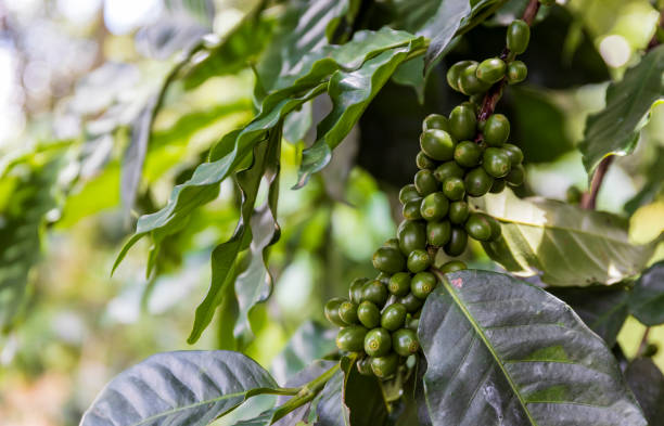 istock coffee beans on a tree with soft-focus and over light in the background 1329181613