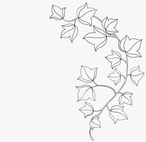 простота плюща от руки рисования плоского дизайна. - ivy vine leaf frame stock illustrations