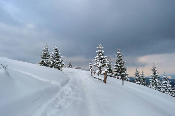 istock Moody landscape with footpath tracks and pine trees covered with fresh fallen snow in winter mountain forest on cold gloomy evening. 1329185372