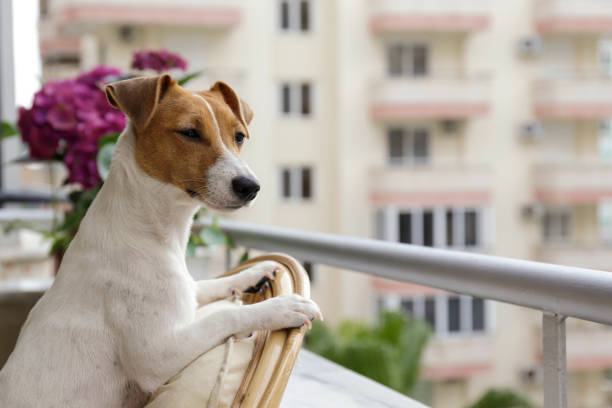 istock Doggy on a balcony 1329185875