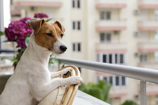 Curious Jack Russell terrier is waiting for owner, looking into the distance from terrace. Small adorable doggy with funny fur stains sitting in anticipation of walk. Close up, copy space, background.