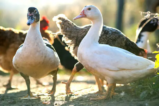 Photo of Ducks feed on traditional rural barnyard. Detail of a duck head. Close up of waterbird standing on barn yard. Free range poultry farming concept.