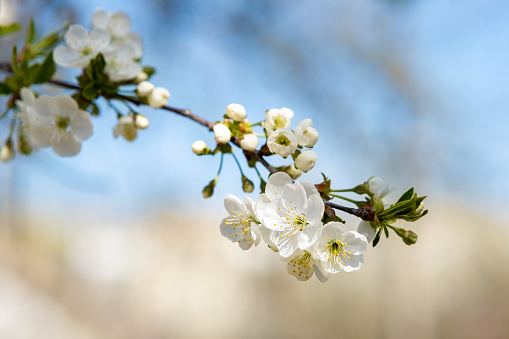 Close up of fresh white blooming flowers on a tree branches with blurred blue sky background in early spring.