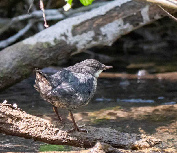 istock Juvenile Dipper Bird 1329188707