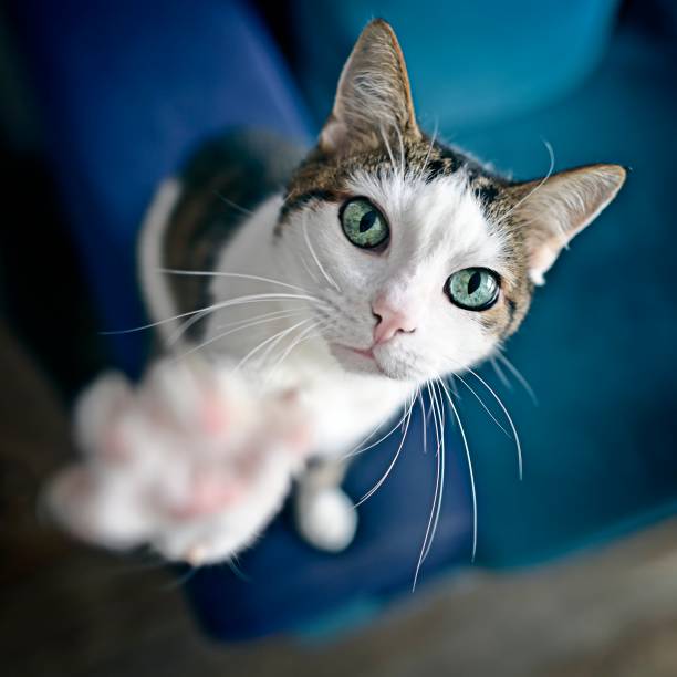 Cute tabby cat looking curious up to the camera. High angle view with selective focus.