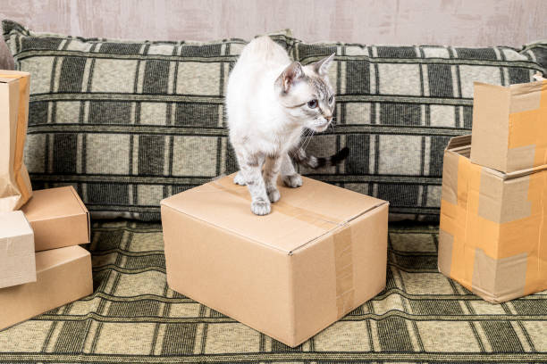 istock stack of cardboard boxes for parcels indoors on sofa. moving relocation concept 1329190586