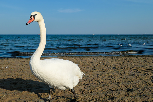 A pair of swans walking along the shore of Baltic Sea in Sopot, Poland. The birds are looking for food. Gentle waves rushing to the shore. Animals in the wilderness. Curious birds.