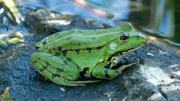 istock Close up of a green frog on a rock 1329191640